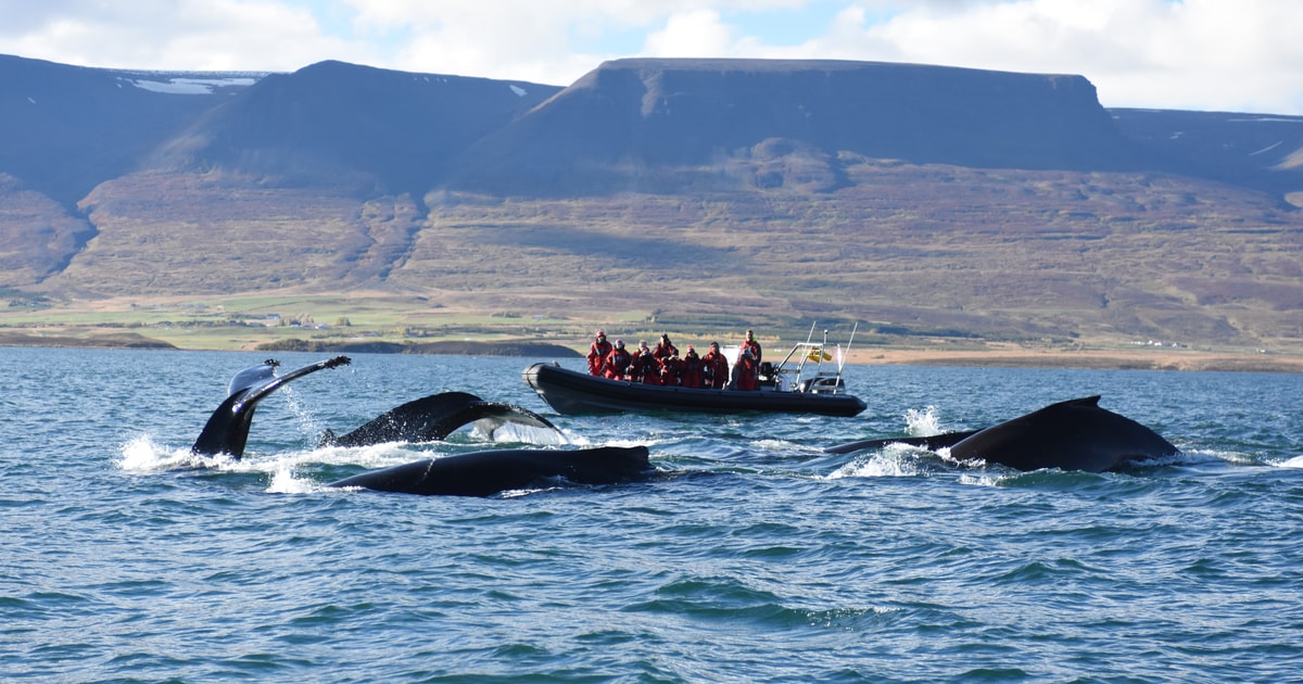Akureyri 2Hour Whale Watching Express by RIB Speedboat GetYourGuide