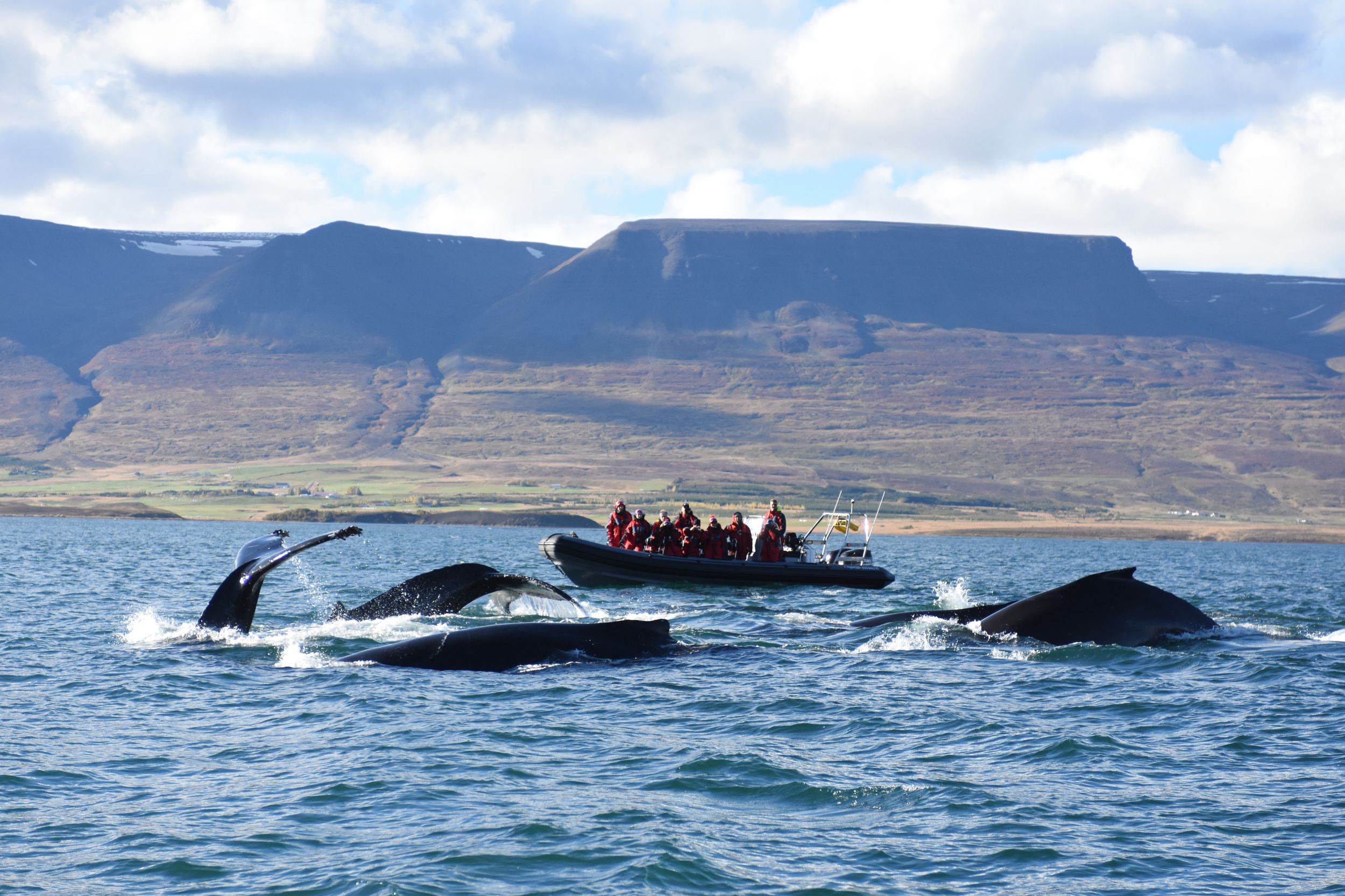 Akureyri: 2-stündige Walbeobachtung mit dem RIB-Speedboat