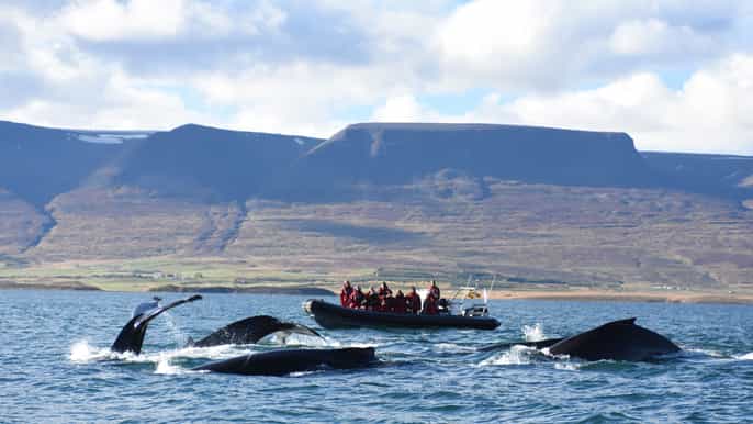 akureyri 2–hour whale watching express by rib speedboat
