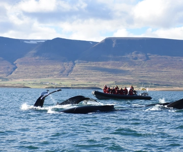 Akureyri: 2-Hour Whale Watching Express by RIB Speedboat