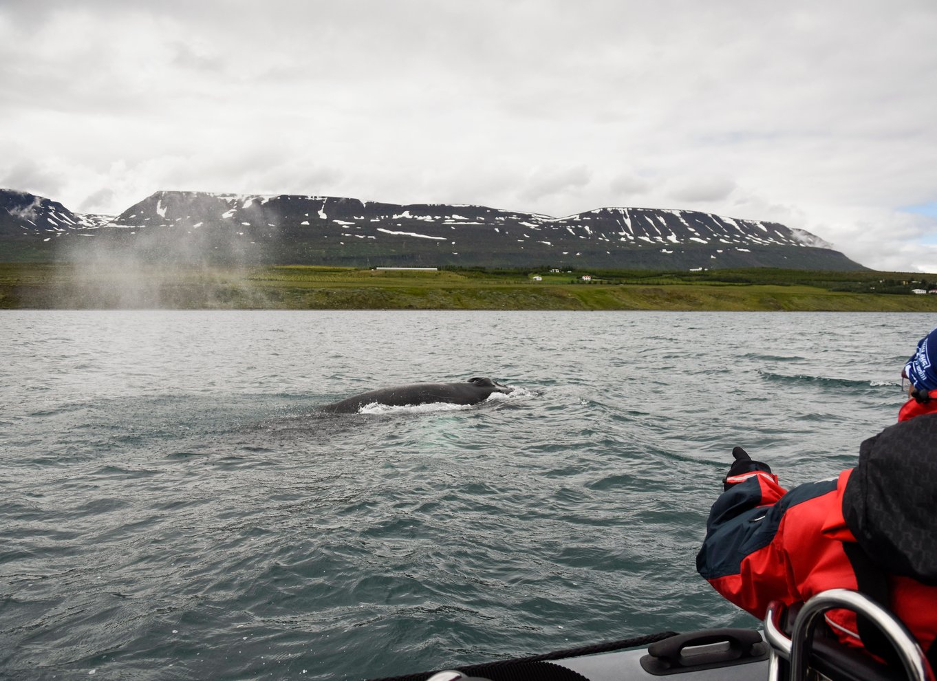 Akureyri: 2-timers hvalsafari med RIB-speedbåd