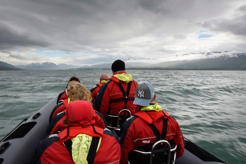 Akureyri: 2 ore di osservazione delle balene in motoscafo RIB