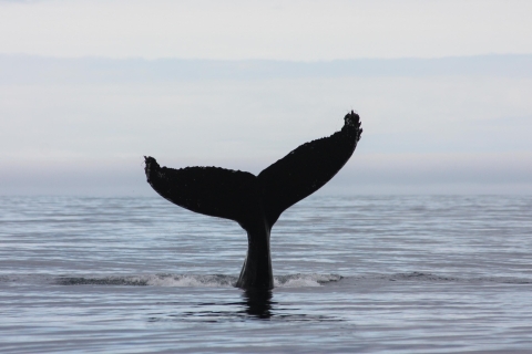 Akureyri: Whale Watching mit Schnellboot