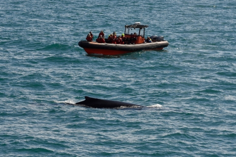 Tour exprés de avistamiento de ballenas y frailecillos desde Reikiavik