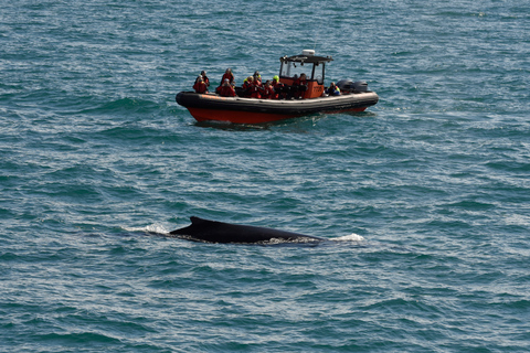 Express Whale and Puffin Watching Tour vanuit Reykjavik