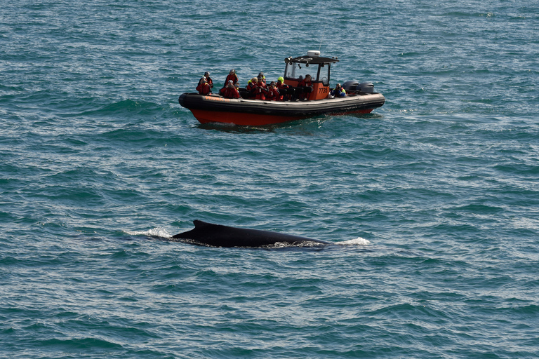 Excursion express d'observation des baleines et des macareux au départ de Reykjavik