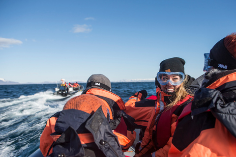 From Reykjavik: Whale and Puffin Watching RIB Boat Tour