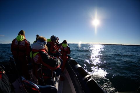 Au départ de Reykjavik : excursion de deux heures en bateau pneumatique pour observer les baleines et les macareux.