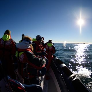 Van Reykjavik: RIB-boottocht van 2 uur om walvissen en papegaaiduikers te spotten