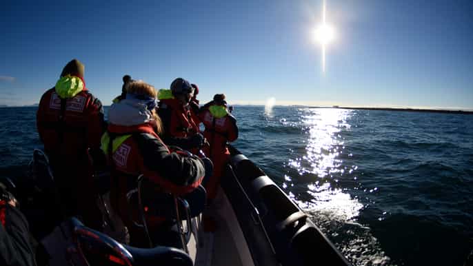 express whale and puffin watching tour from reykjavik