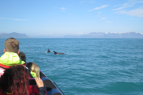 Tour exprés de avistamiento de ballenas y frailecillos desde Reikiavik