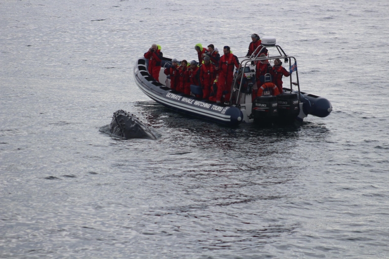Excursion express d'observation des baleines et des macareux au départ de Reykjavik