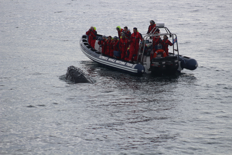 Express Whale and Puffin Watching Tour vanuit Reykjavik