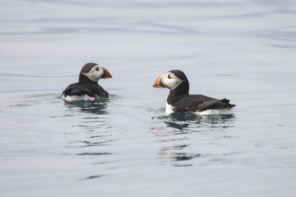Getting 'Puffed' up about Puffins – Cruise Traveller