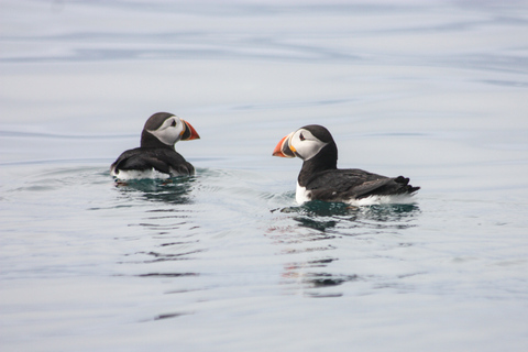 Tour exprés de avistamiento de ballenas y frailecillos desde Reikiavik