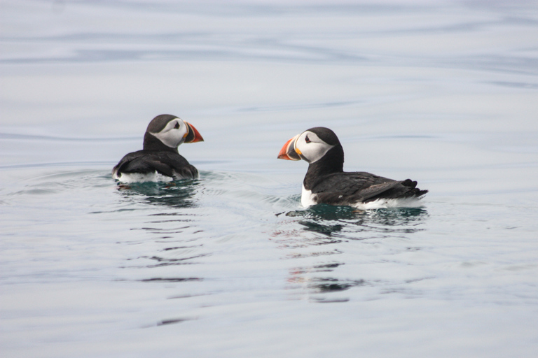 From Reykjavik: Whale and Puffin Watching RIB Boat Tour