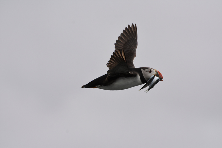 From Reykjavik: Whale and Puffin Watching RIB Boat Tour