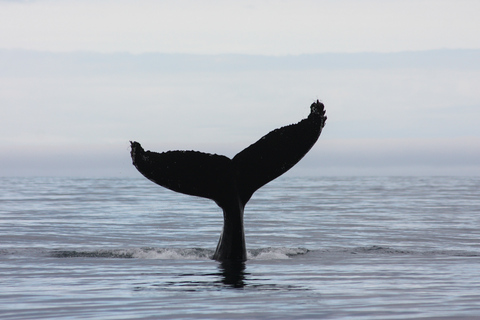 Excursion express d'observation des baleines et des macareux au départ de Reykjavik