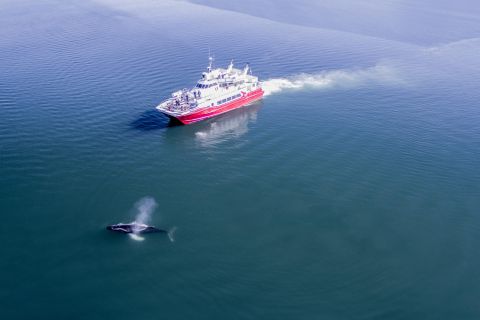 Akureyri: tour classico di avvistamento balene di 3 ore