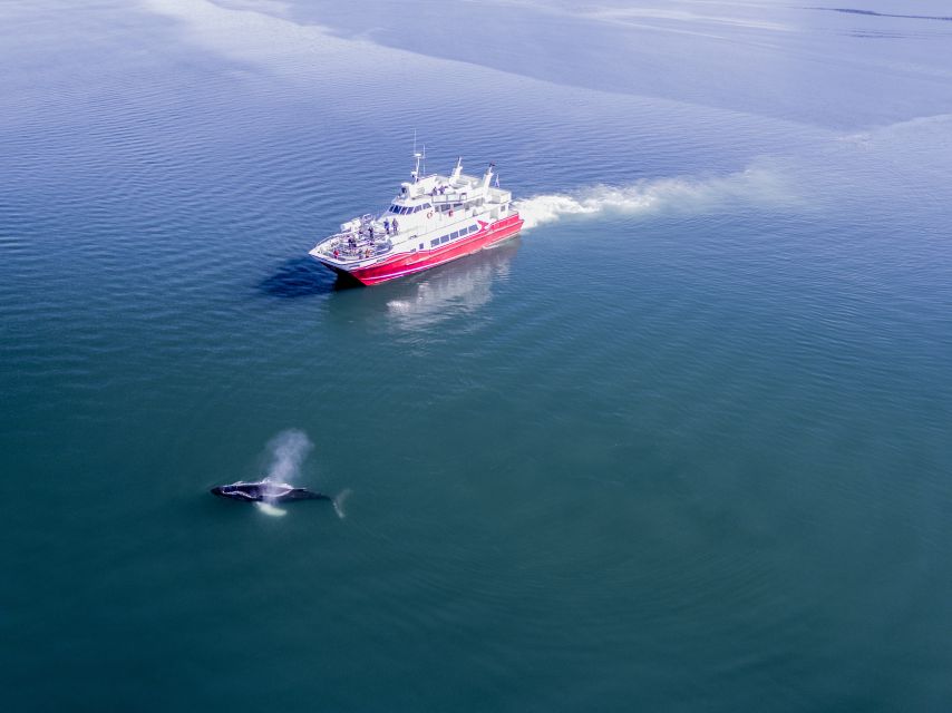  Akureyri: 3-Hour Classic Whale Watching Tour 