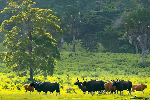 The Authentic Sunset Of Baluran National Park Banyuwangi