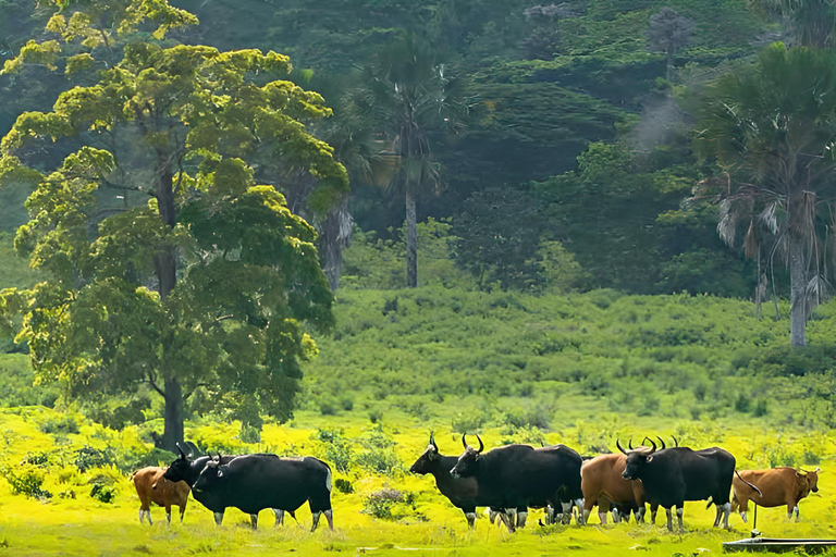 The Authentic Sunset Of Baluran National Park Banyuwangi