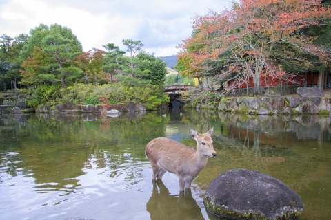 Nara como un local: tour guiado personalizadoTour de 3 horas