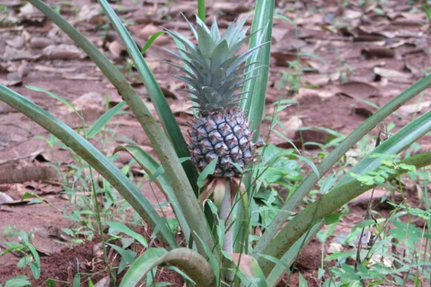 Zanzibar: wycieczka po przyprawach + wycieczka piesza po Stone Town