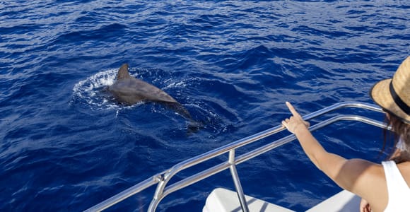 Tenerife: Whale and Dolphin Watching Tour by Sailboat