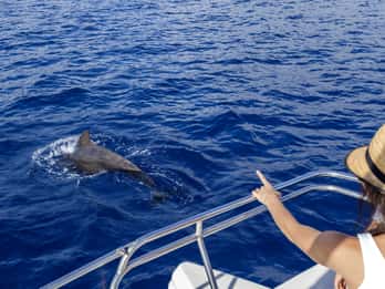 Teneriffa: Delfin- und Walbeobachtung per Segelboot Teneriffa: Delfin- und Walbeobachtung per Segelboot