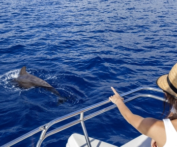 Tenerife: Whale and Dolphin Watching Tour by Sailboat