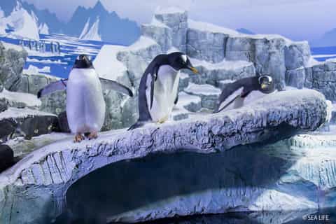 Boleto a SEA LIFE Constanza