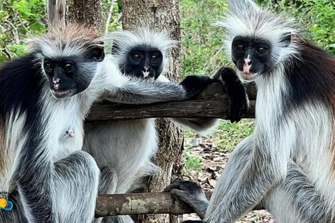 Zanzibar: Excursão à Floresta Jozani e Natação na Caverna Kuza