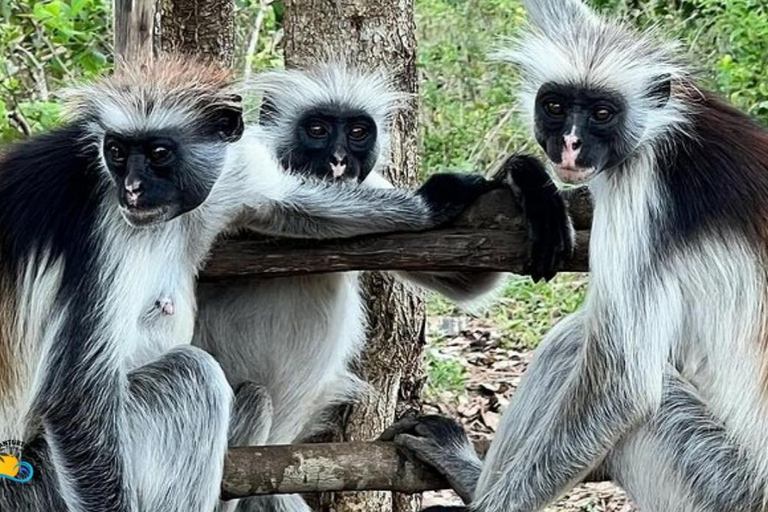 Zanzibar: Jozani Bos en Zwemmen in Kuza Grot Tour