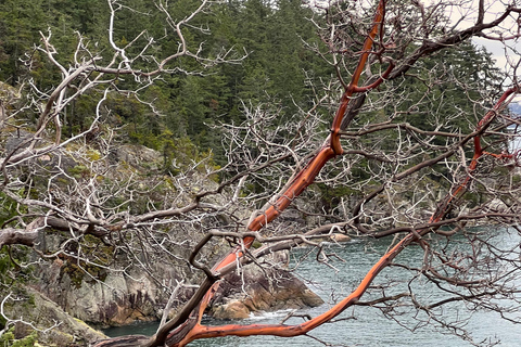 Vancouver: Lighthouse Park HikeLighthouse Park Hike