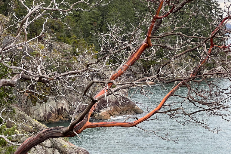 Vancouver: Lighthouse Park HikeLighthouse Park Hike