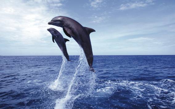 Von Muscat: 2-Stunden-Delphin-Rundfahrt
