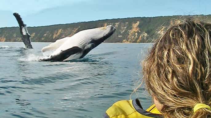dolphin view kayak and great beach drive tour from noosa