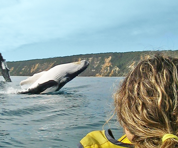 From Noosa: Dolphin Sea Kayaking and Beach 4X4 Tour