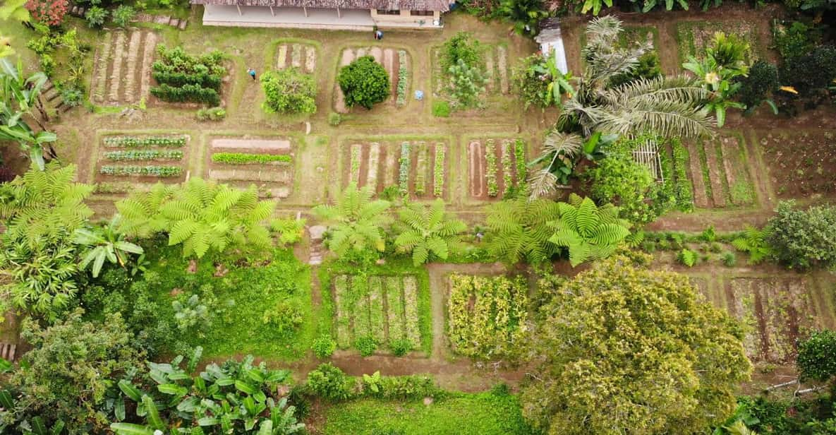 From Ubud Balinese Cooking Class At Organic Farm Getyourguide