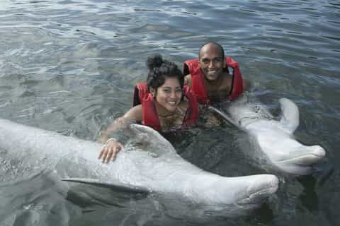 4hour dolphin adventure tour from varadero