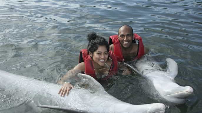 4hour dolphin adventure tour from varadero