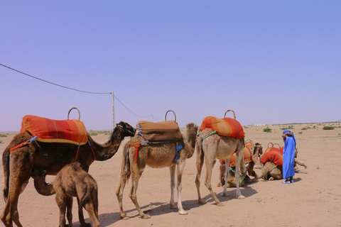 Da Marrakech: giro in cammello di 1 ora in un palmeto