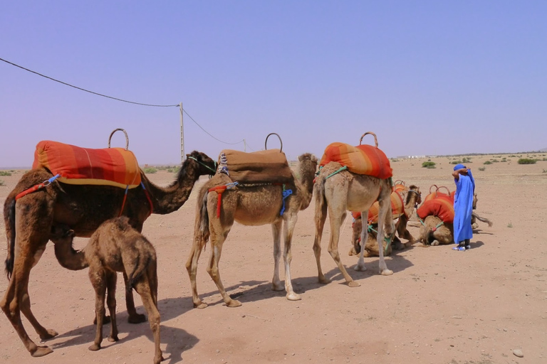 Marrakesz: Godzinna przejażdżka wielbłądem po gaju palmowym