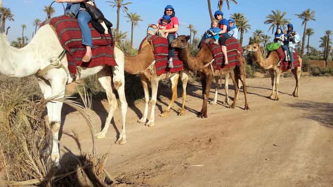 marrakesh countryside 1hour palm grove camel ride