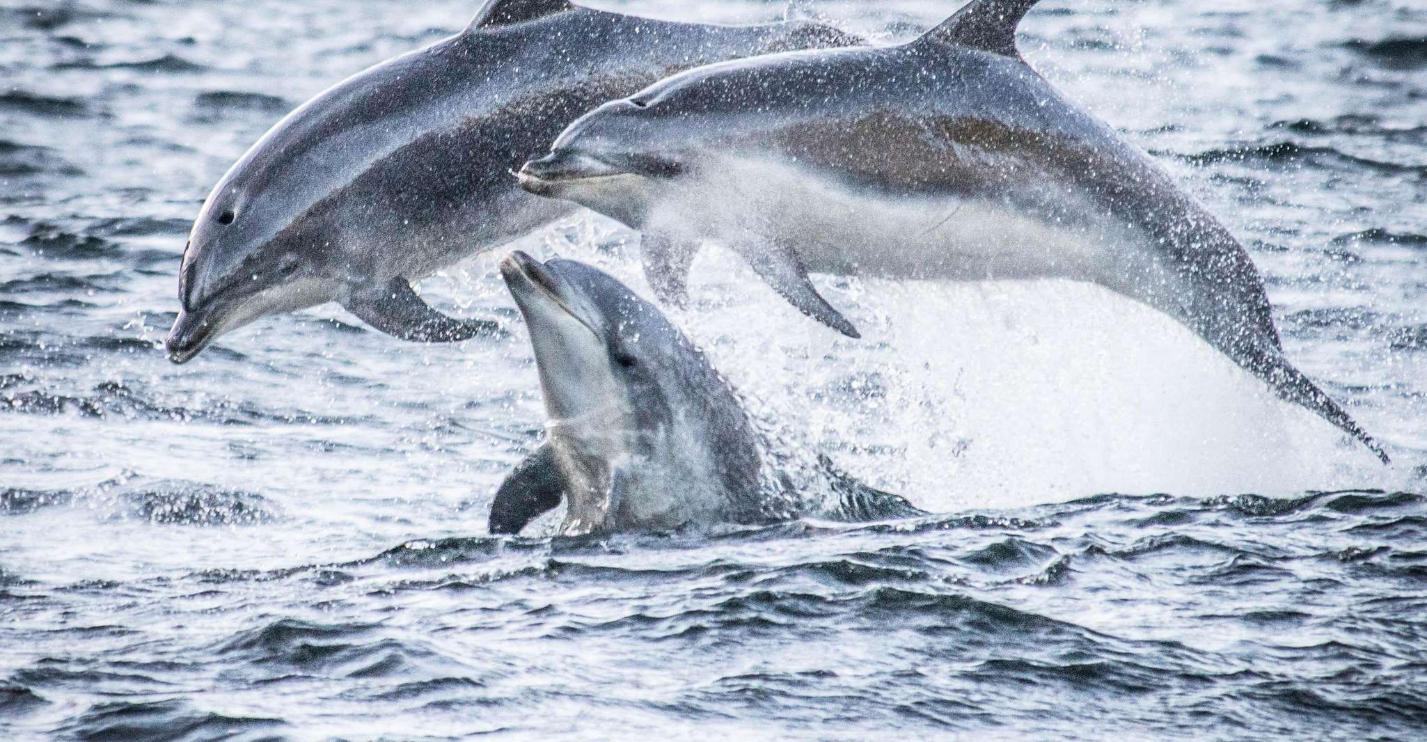 Da Queenstown, Premium Doubtful Sound Wilderness Day Trip - Hizvo