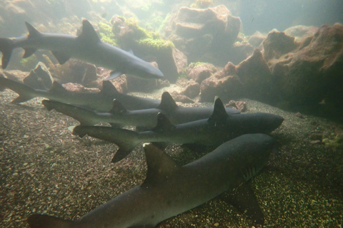 Galápagos Intensivo 5 días, base terrestre (3 Islas)