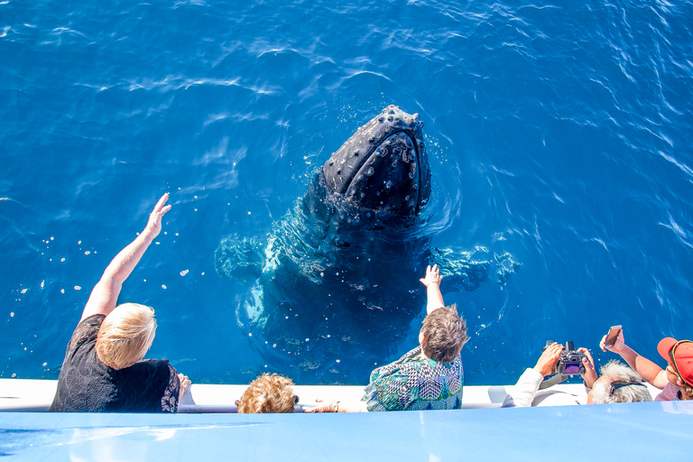 Hervey Bay 4-Hour Whale Watch Encounter
