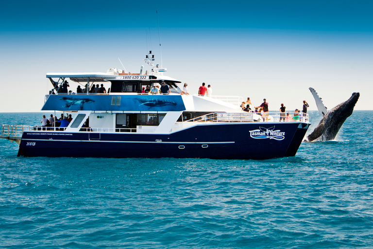 Hervey Bay 4-Hour Whale Watch Encounter