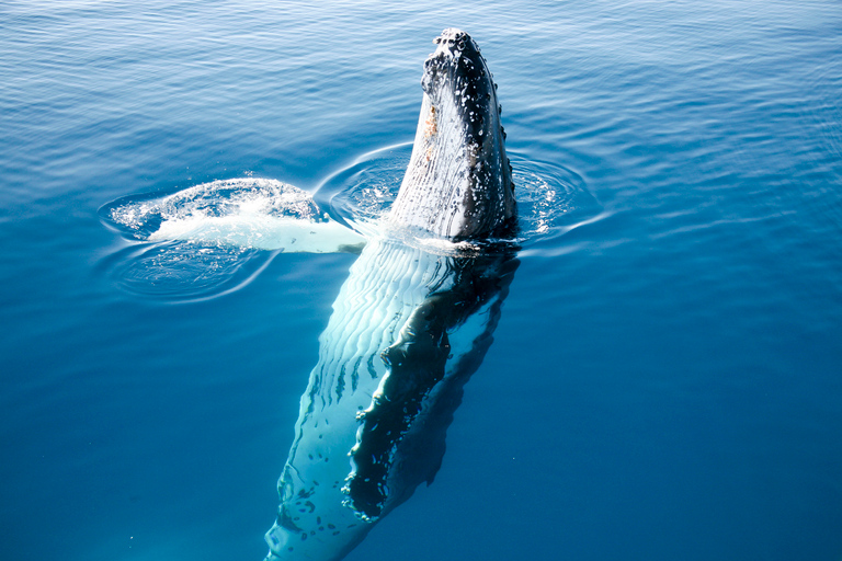Hervey Bay 4-Hour Whale Watch Encounter